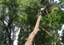 Timing is everything on this emergency tree removal!