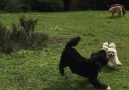 Timmy Tommy and Annabelle enjoying a run a round