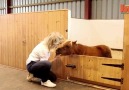 Tiny And Cute Horses - Just For Fun