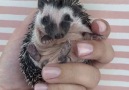 Tiny Baby Hedgehog