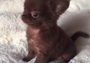 Tiny chocolate chihuahuaby instagram.comtiny.haven.chihuahuas