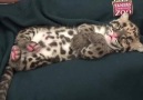 TINY CLOUDED LEOPARD NAPTIME CUTENESS! Video courtesy of Tampa&Lowry Park Zoo