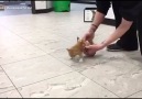 Tiny disabled kitten gets a makeshift wheelchair