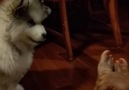 Tiny Dog Tries To Protect His Mum