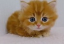 Tiny Ginger Kitten is so Cute