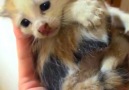 Tiny Kitten Gets Pulled From Wall