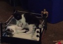 Tiny Kittens In A Tiny Boxing Ring