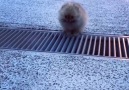 Tiny Pup Tackles Massive Obstacle