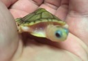 Tiny Turtle Is Too Cute