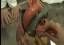 Tıp Fakültesi'nde Eğlenceli Bir Anatomi Dersi!