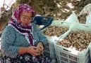 Tirenin İnciriTİRE SÜT Markasıyla... - Mahmut Eskiyörük