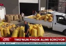 TMOnun fındık alımı sürüyor