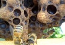 Today a sweet eventQueen Honey Bee Hatching