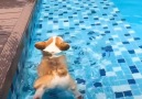 Today I learned Corgi butts float in water