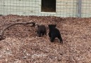 Today we let Molly and Buster check out... - Shalom Wildlife Sanctuary