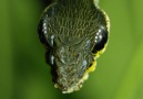 To defend itself the hawks moth caterpillar is able to mimic a predator.