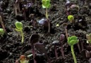 Tohumlar bakın nasıl çimleniyor?