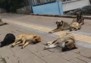 Tokat&Dair - Karnım ağrıdı gülmekten Adama...