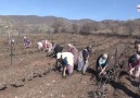 Tokat&tarlada çalışan kadınlara yaş pastalı Kadınlar Günü kutlaması