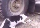 Tom & Jerry