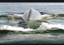 200 ton ağırlığındaki dev balina