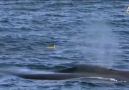 150 tonluk mavi balinanın 450 kilo ağırlığında kalbi vardır.