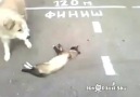 Too funny dog thought the cat was dead!