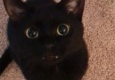 Toothless is that you! (Via Chicagoblackcat)Join our group Happy Cats