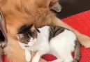 Top5 Media - Cute friendship between Dog and Cat