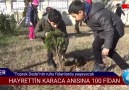 TOPRAK DEDE ANISINA 100 FİDAN Yalova... - Yalova Haber Ajansı