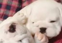 Top 10 Video - Bulldogs Are Awesome Facebook