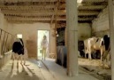 Tosundan süt sağılmaz biri anlatsın - Hayvancılık Politikaları