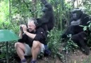 Touched by a Wild Mountain Gorilla