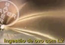 Toxocara canis
