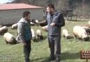 Trabzon Tonyalı çoban kardeşimizden Güzel Bir türkü...!