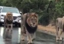 Traffic jam in south Africa