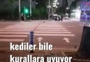 Trafik ışıklarına dikkat eden Koreli kedi.