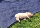 Training for Piglympics! (By My Best Friend Hank)