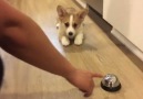 Training my corgi how to use bell D