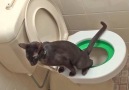 Train your cat to use a human toilet in 8 weeks or less!