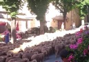 Transhumance 2016 à Castellane