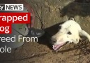 Trapped Dog Freed From Hole