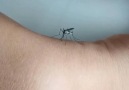 Traumatise the mosquito with your thick skin.