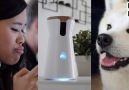 Treat-Tossing Dog Camera Keeps You And Your Pup Closer