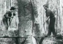 Tree felling 1920 from www.aso.gov.au