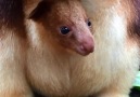 Tree Kangaroo Pops Head Out Of Mum's Pouch