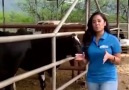 TREMENDA VACA