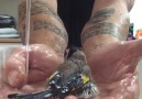 Trending World by The Epoch Times - Guy Uses His Hands as a Luxurious Bath for Tiny Bird