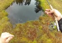 TROUT HONEY HOLE OF DREAMS