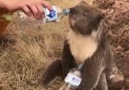 TRT Haber - Avustralya&yangından kurtulan koala su içerek serinledi Facebook
